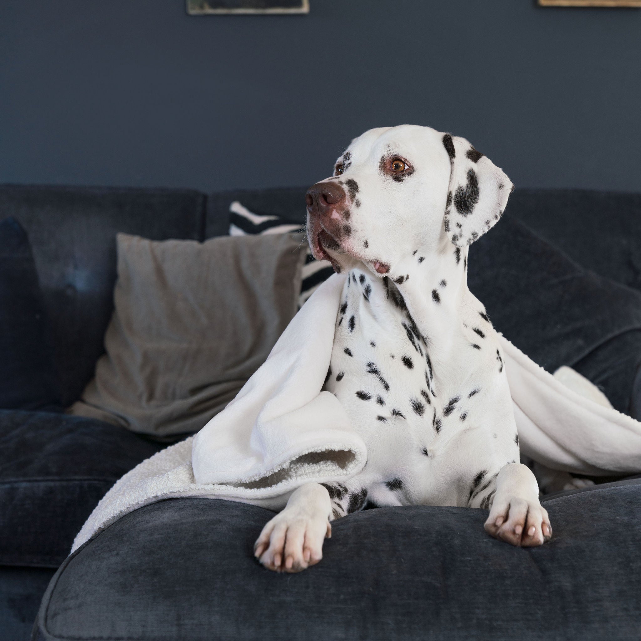 Dog & Puppy Blanket in Boucl by Lords & Labradors