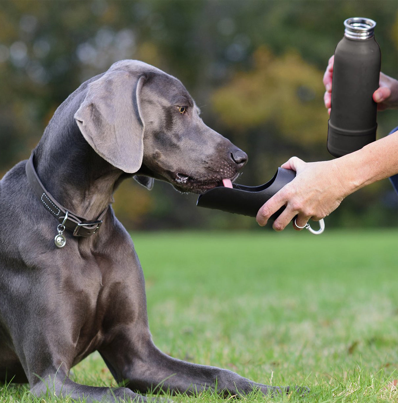 KONG H2O Insulated Water Bottle